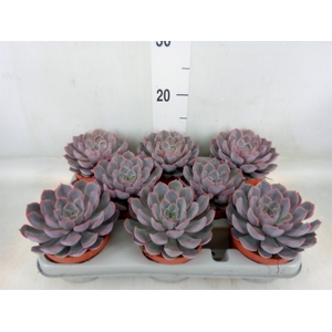 Echeveria  'Orion'