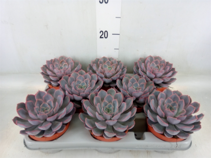 <h4>Echeveria  'Orion'</h4>