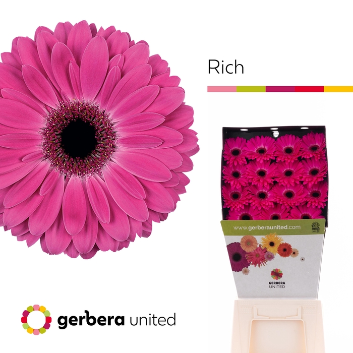 Gerbera Rich Diamond