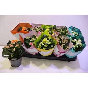 arr8 Kalanchoe Double Deluxe Mix