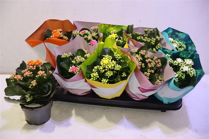 <h4>Kalanchoe Double Deluxe Mix</h4>
