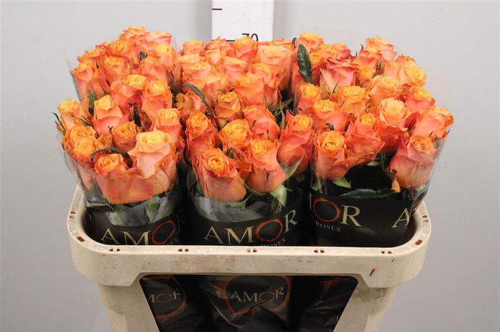 <h4>R Gr Olympus</h4>