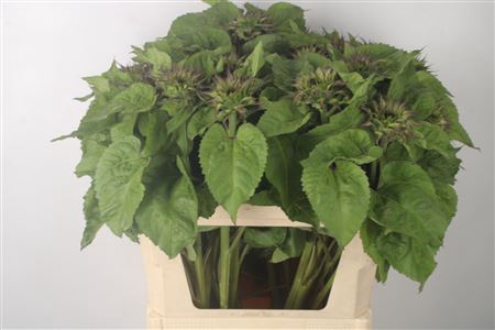 <h4>Helianthus Bicolor</h4>