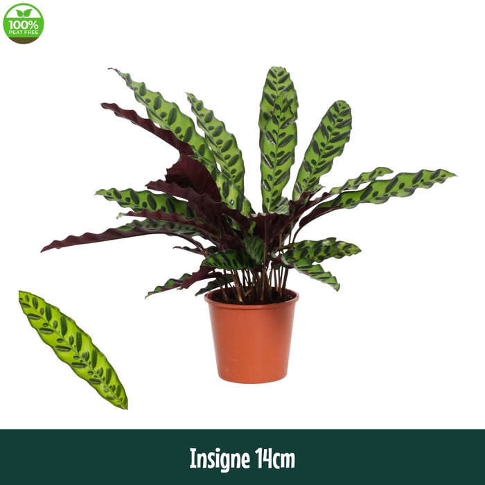 <h4>Calathea 14cm Insigne (Lancifolia) - Living</h4>
