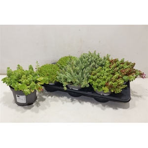 Sedum Ov