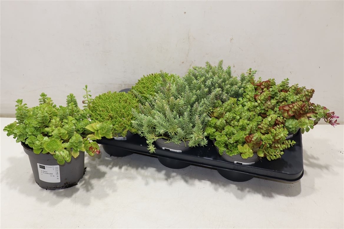 <h4>Sedum Ov</h4>