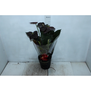 ANTHURIUM SEMPRE P17 PREMIUM