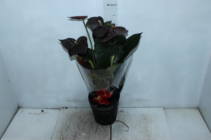 <h4>ANTHURIUM SEMPRE P17 PREMIUM</h4>