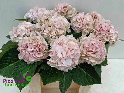 <h4>HYDR M MY VIENNA CL</h4>