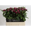 Paeonia Red Sarah