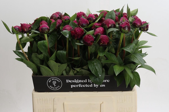 <h4>Paeonia Red Sarah Bernhardt</h4>