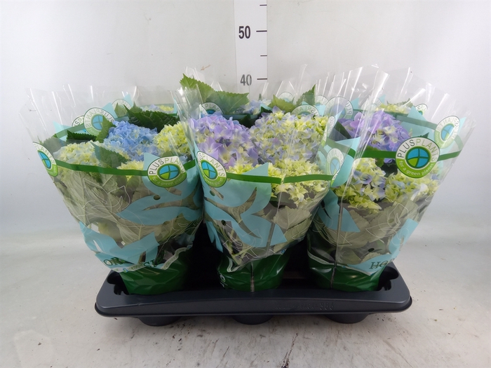 <h4>Hydrangea mac.   ...</h4>