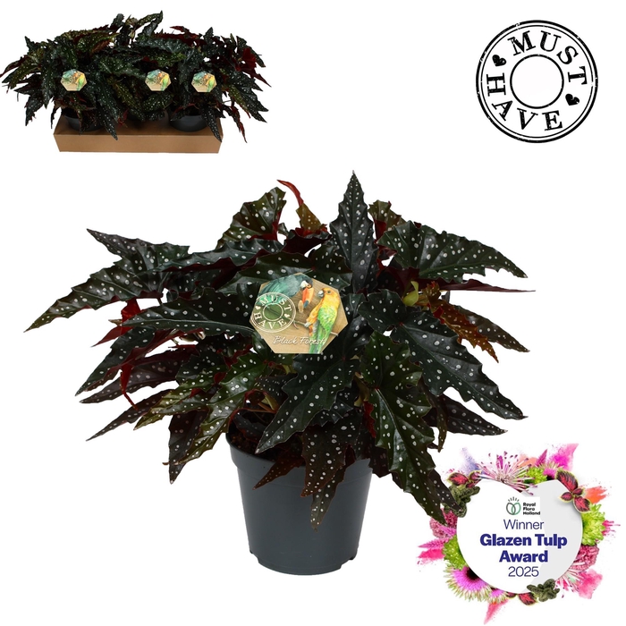 <h4>Maculata ''Black Forest'' MUST HAVE</h4>