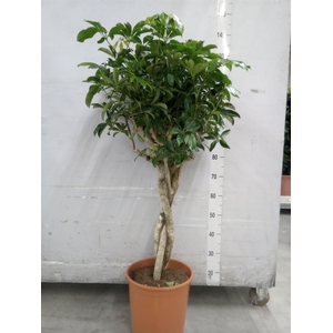 Schefflera arbor. 'Compacta'