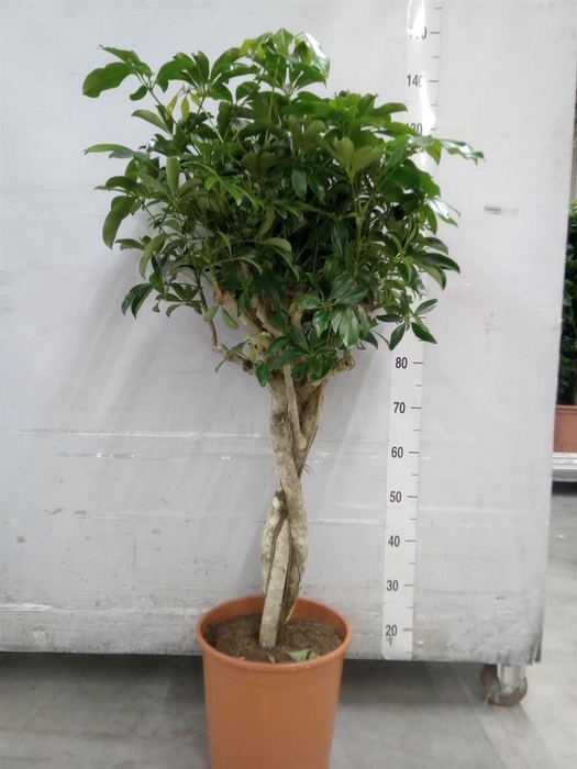 <h4>Schefflera arbor. 'Compacta'</h4>