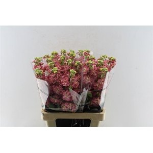 Matth Nl. Stox Antiqu Rose