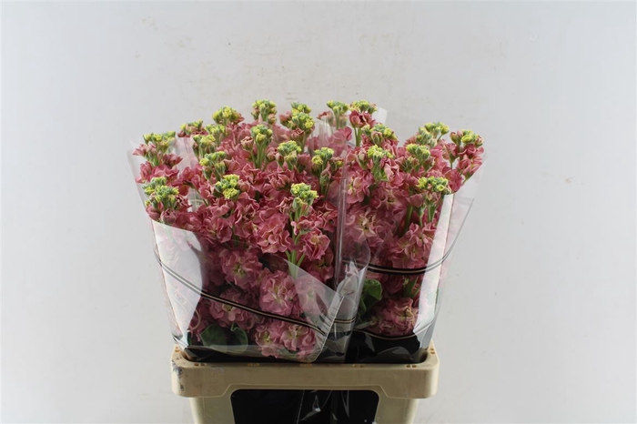 <h4>Matth Nl. Stox Antiqu Rose</h4>