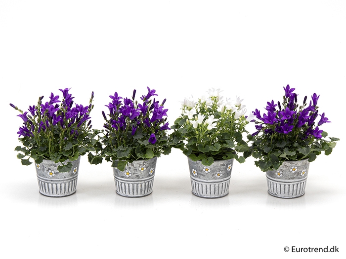 <h4>CAMPANULA P6 E 1655 LENTE</h4>