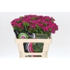 Dianthus Br Amazon Neon Cherry