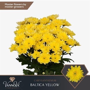 Chr T Baltica Yellow