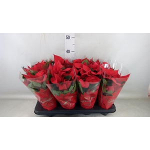 Euphorbia pulc. 'Mirage Red'