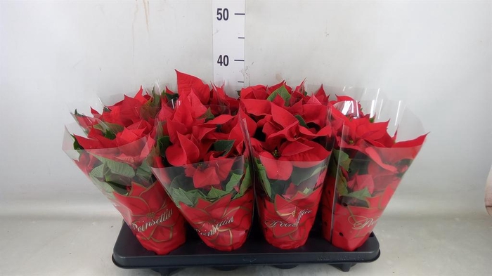 <h4>Euphorbia pulc. 'Mirage Red'</h4>