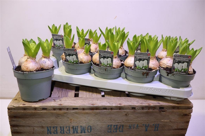 <h4>Hyacin White Pearl</h4>