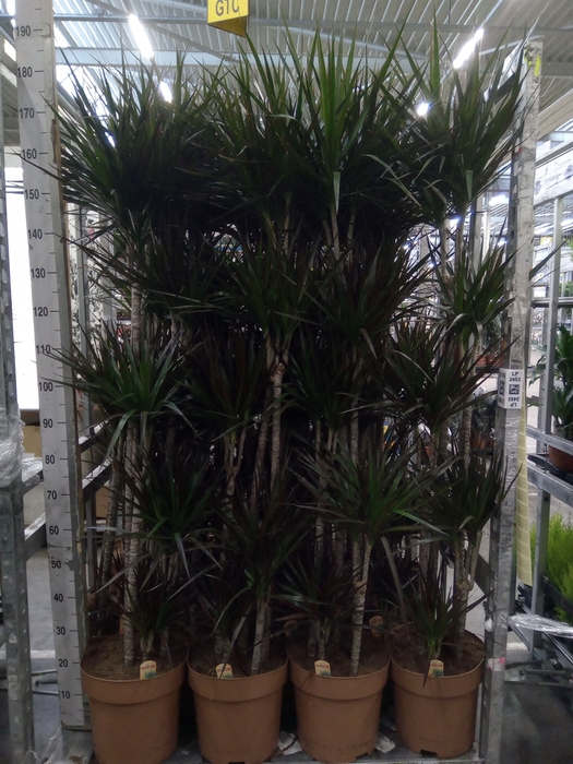 <h4>Dracaena marg. 'Magenta'</h4>