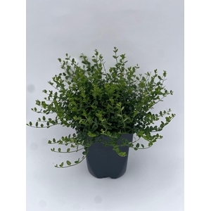 Euonymus fortunei Minimus