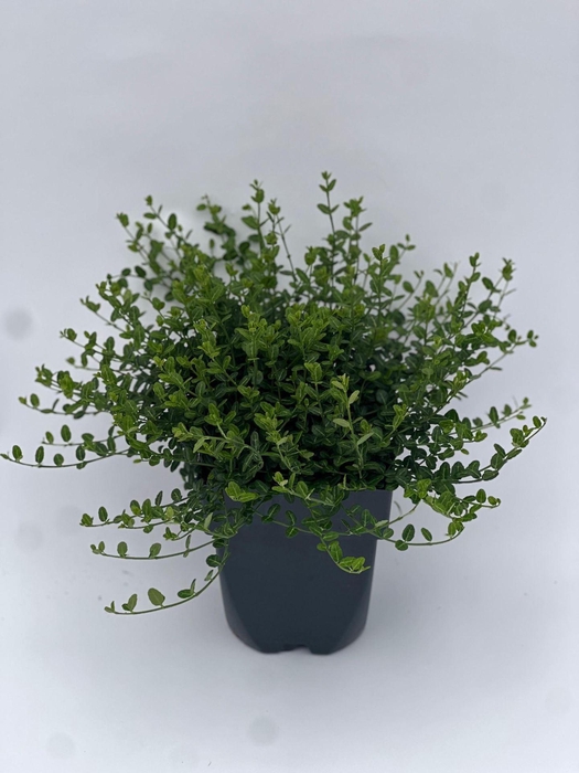 <h4>Euonymus fortunei Minimus</h4>