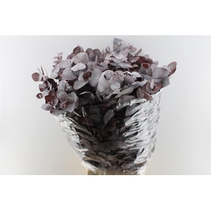 Euca Cinerea Red Abs 300 Gram