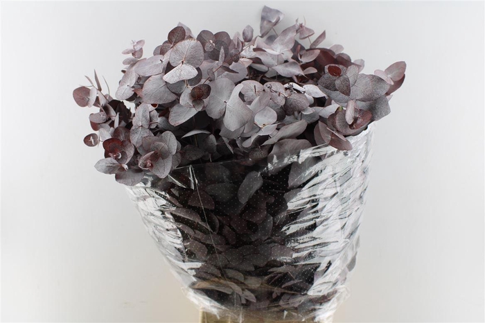 <h4>Euca Cinerea Red Abs 300 Gram</h4>