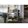 ** Aanb** Plant Mix **158 Stk** Pm 12-17