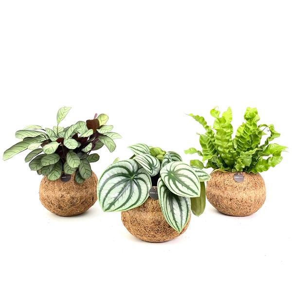 <h4>Kokodama 17 cm Jungle mix (No string)</h4>