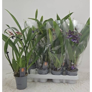 ORCHIDEEEN GEM