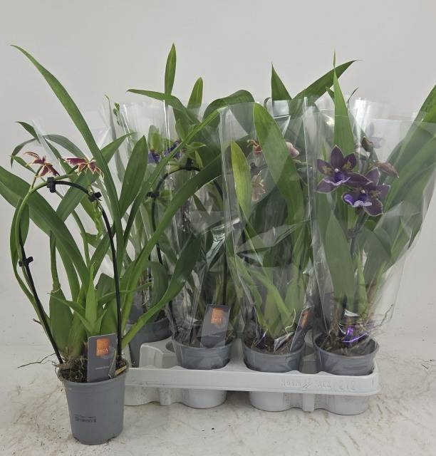 <h4>ORCHIDEEEN GEM</h4>