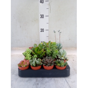 Succulents   ...