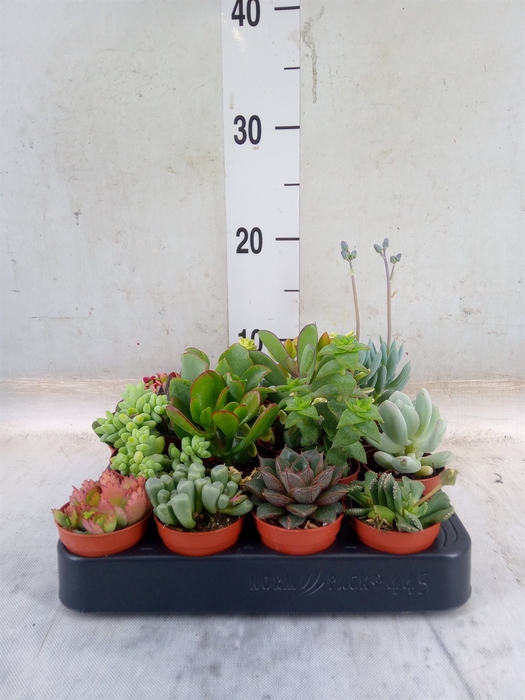 <h4>Succulents   ...</h4>