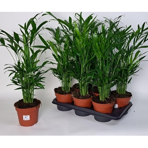 CHAMAED CATARACTARUM