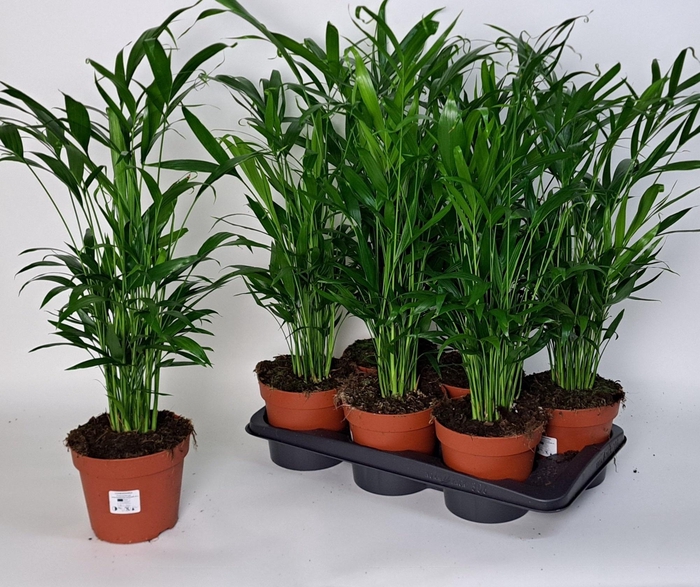 <h4>CHAMAED CATARACTARUM</h4>