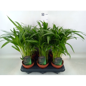 Dypsis lutescens   ...Chrysalidoca