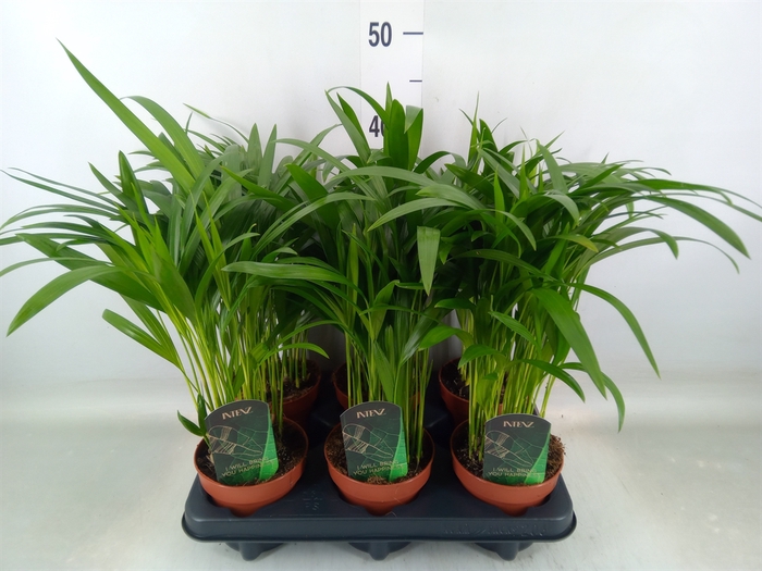 <h4>Dypsis lutescens   ...Chrysalidoca</h4>