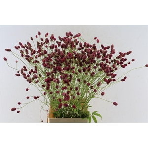Sanguisorba Arnhem Red