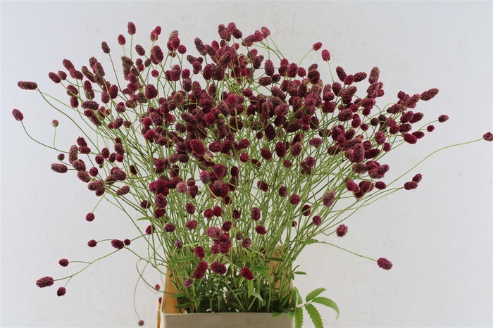 <h4>Sanguisorba Arnhem Red</h4>