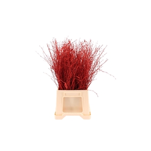Berk ( Birch ) Red