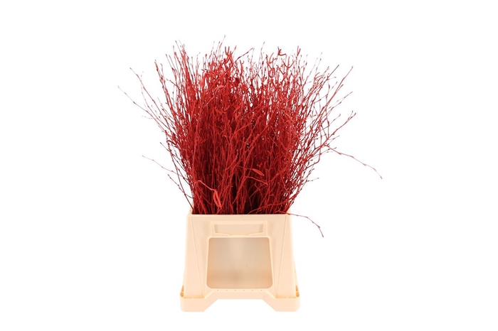 <h4>Berk ( Birch ) Red</h4>