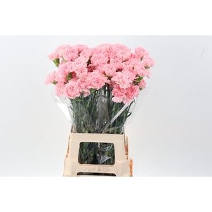 Di St Pink Doncel Hi