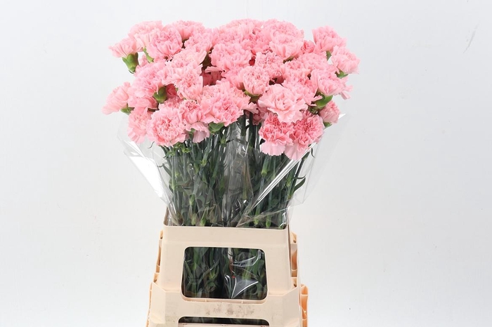 <h4>Di St Pink Doncel Hi</h4>