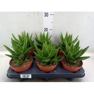 Aloe perfoliata