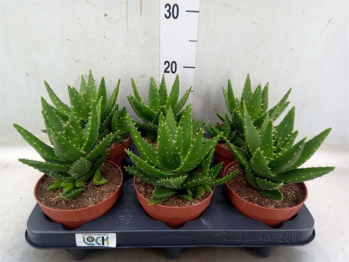 <h4>Aloe perfoliata</h4>